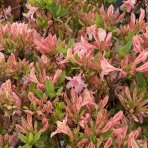 Azalka veľkokvetá (Azalea Mollis) ´SOIR DE PARIS´ - výška 60-80 cm, kont. C3L